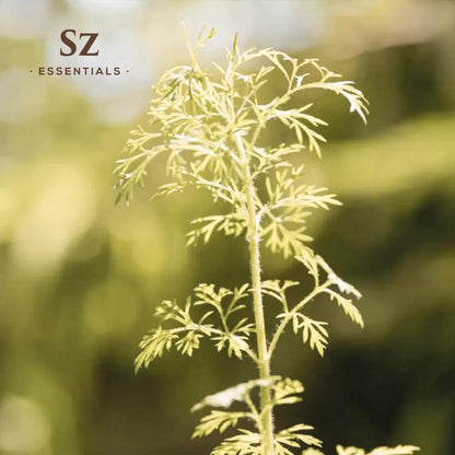 Davana Essential Oil - 100% Pure & Undiluted - Extracted from Artemisia Pallens- Sweet and Sour, Dried-Fruity, and Watermelon-Like Aroma Therapeutic Grade & Vegan - 0.17 oz (5 ml)