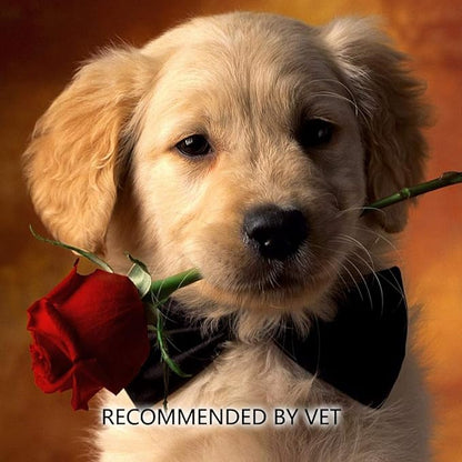 6" long cotton swabs 2600pcs