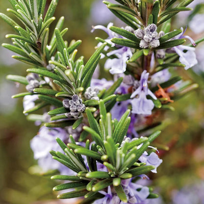 Aromatics International Rosemary Hydrosol 100ml | Herbal Aromatic Mist for Home Spaces