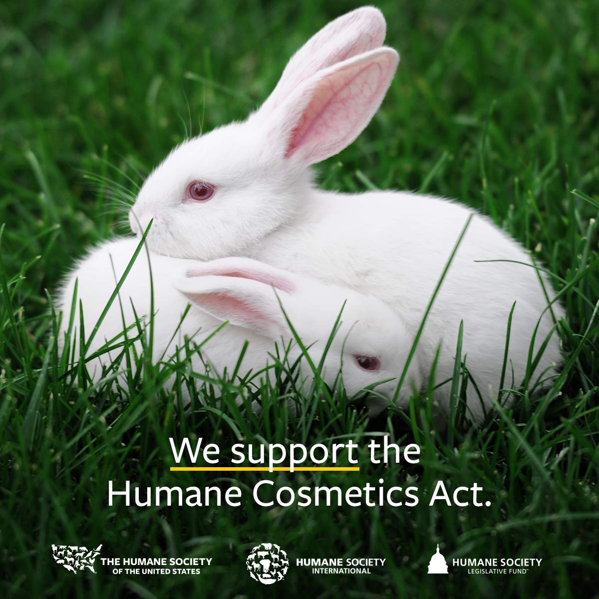 US Organic Sea Buckthorn Berry (Fruit) Oil Bulk pack, USDA Certified Organic,100% Pure & Natural, Supercritical CO2 extracted, Virgin, Unrefined (128 oz (1 Gallon))