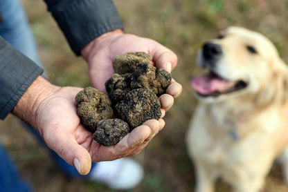Dryas White Truffle Oil | Made from Wild Greek Truffles and Greek Extra Virgin Olive Oil | Harvested by Our Trained Dogs in the Mountain Forests of Northern Greece