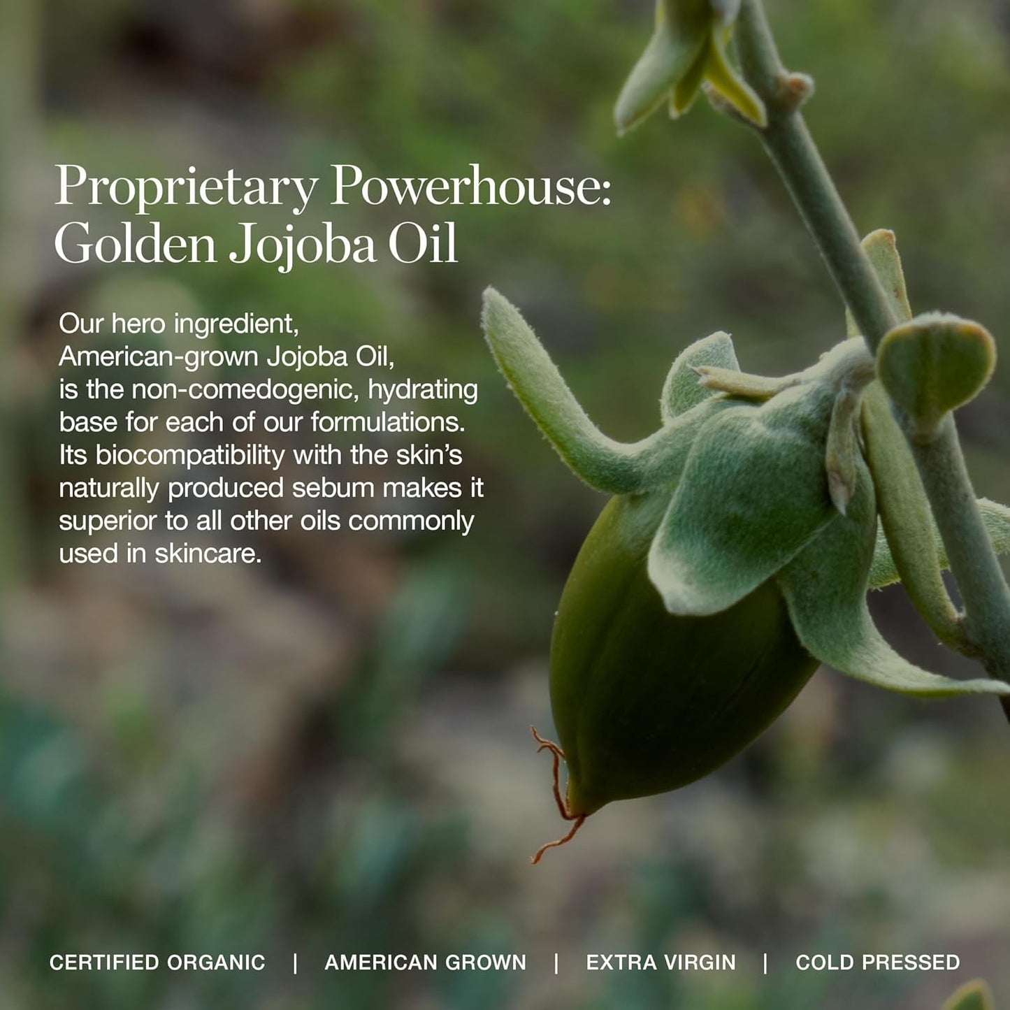 Ogee Complexion Perfecting Under Eye Concealer - Certified Organic Full Coverage Concealer - Buildable Coverage - BANYAN 2.75W - Medium Light (Golden Undertones)