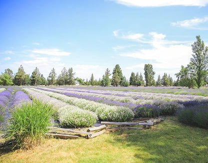 Victoria's Lavender Aromatherapy Body Mist