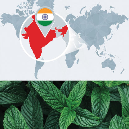 Bulk Peppermint Essential Oil - Large Size 16 fl oz Bottle - 100% Pure and Undiluted Therapeutic Grade Mentha Piperita - Concentrated Extract