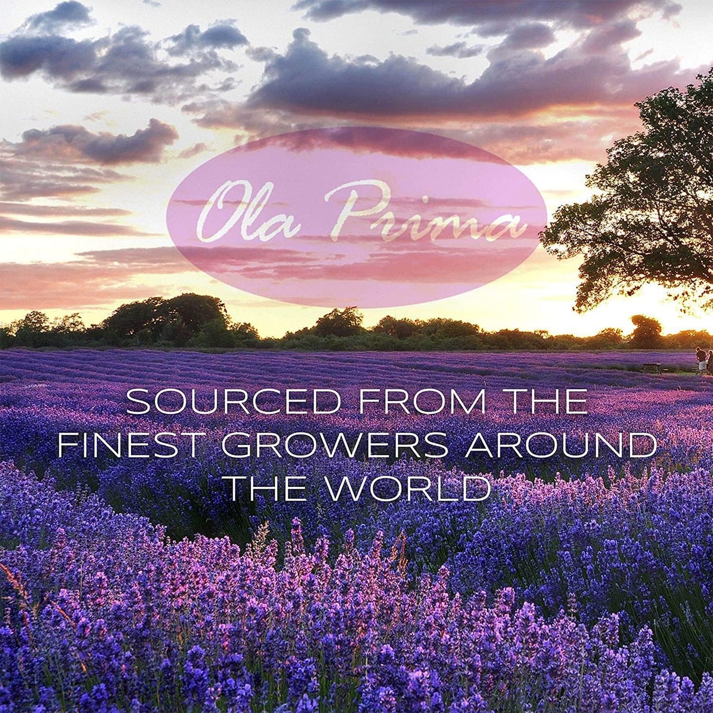 Ola Prima Oils 16oz - Patchouli Essential Oil - 16 Fluid Ounces