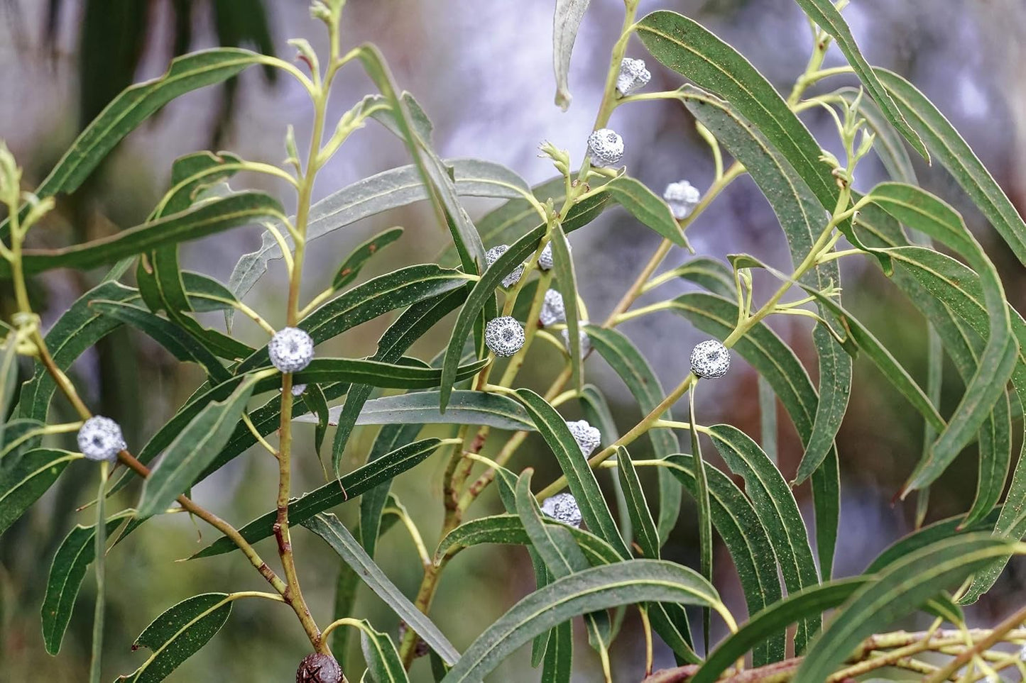 US Organic 100% Pure Eucalyptus Essential Oil (Globulus) - USDA Certified Organic, Steam Distilled - W/Euro droppers (More Size Variations Available) (10 ml / .33 fl oz)