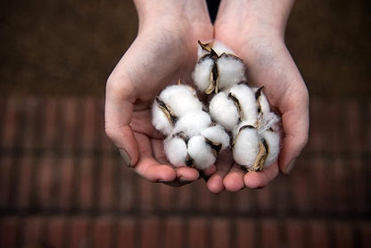 Organyc 100% organic cotton balls