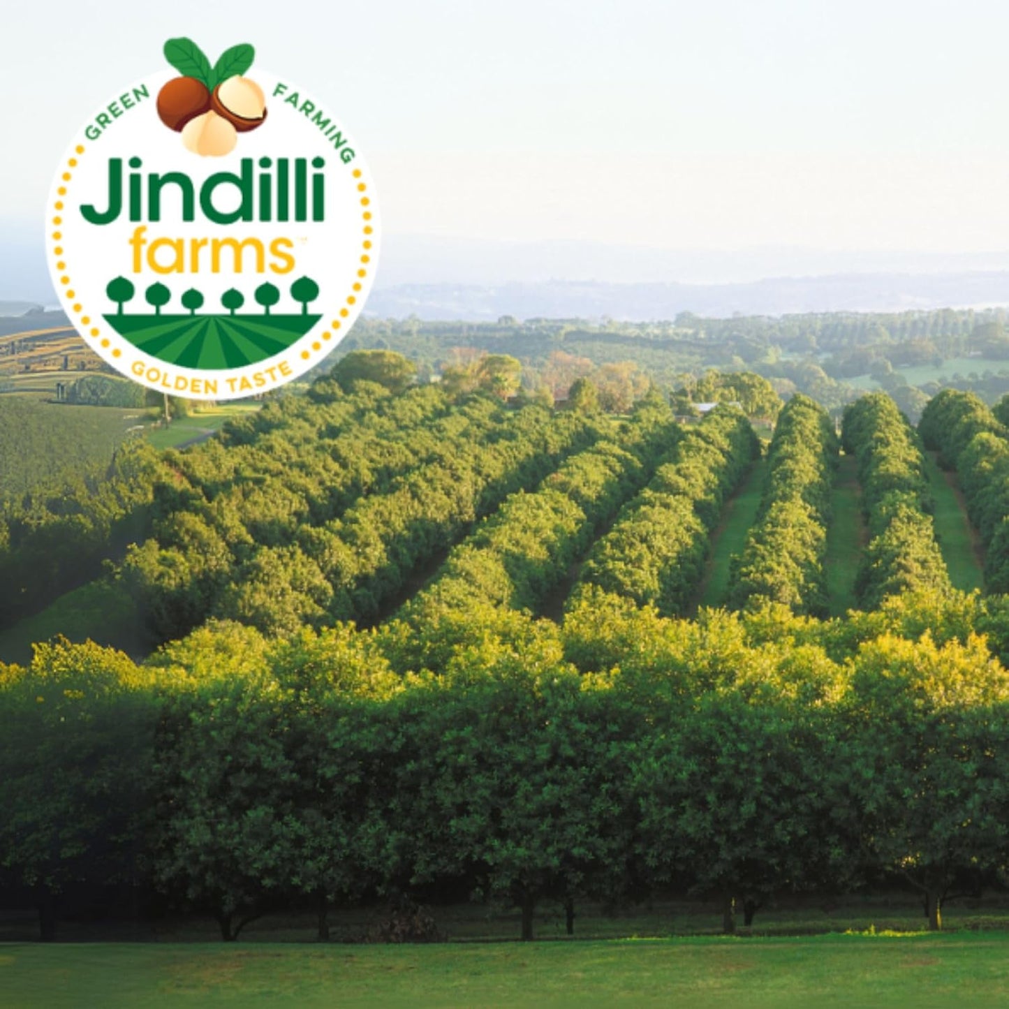 Jindilli Farms Macadamia Nut Cooking Oil- Australian Pure Cold Pressed Oil, Unrefined, Natural, High Smoke Point for Frying, Non GMO, Vegan, Keto Friendly and Gluten Free (8.5 fl oz)