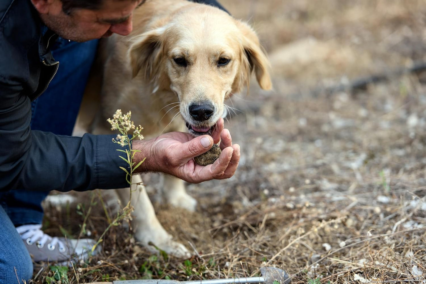 Dryas White Truffle Oil | Made from Wild Greek Truffles and Greek Extra Virgin Olive Oil | Harvested by Our Trained Dogs in the Mountain Forests of Northern Greece