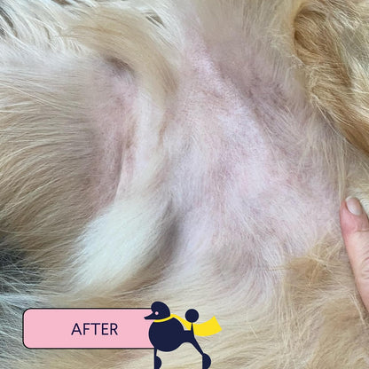 Finn Skin Hero | Revitalizing Natural Dog Skin Balm | Soothes, Strengthens & Protects from Hot Spots, Itching and Irritation - 1.75 oz