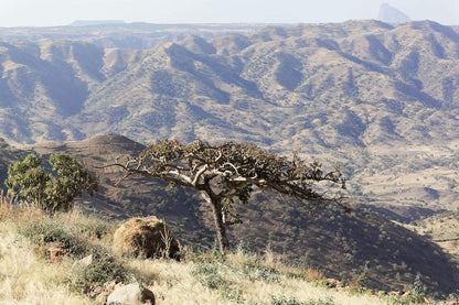 US Organic 100% Pure Frankincense (Boswellia Carteri) Essential Oil - Sourced from The Horn of Africa, USDA Certified Organic, Use Topically or in Diffuser, Perfect for Yoga or Meditation (10 ml)