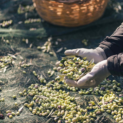 Yialós Extra Virgin Olive Oil from Greece – 2025 NYIOOC Winner | Small Batch, Single Estate, 100% Koroneiki | Cold Pressed, High Polyphenols | 500 mL Glass Bottle