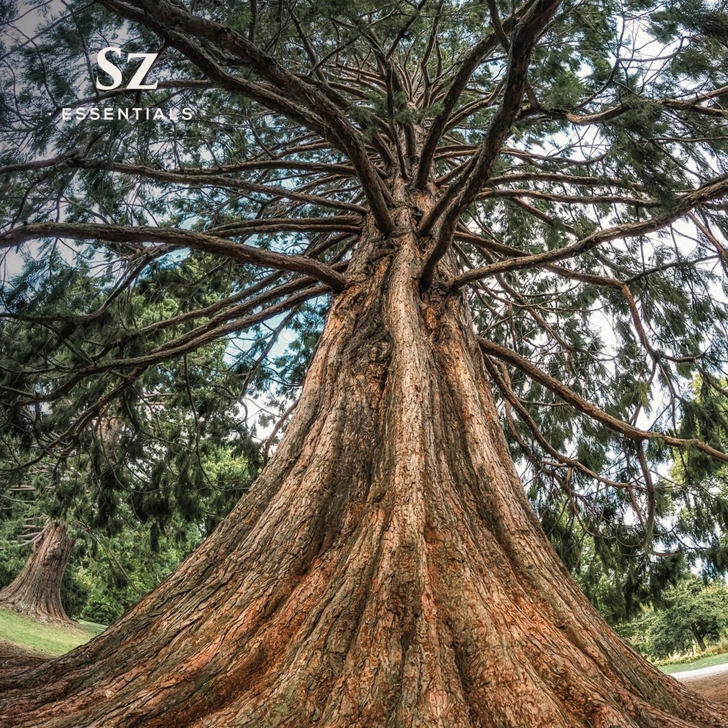 Cedarwood Essential Oil (Cedrus Atlantica) – Therapeutic Grade, 100% Pure & Natural with Soothing Woodsy Aroma for Relaxation, Aromatherapy, Skin Care & Diffuser - 0.17 fl oz. (5ml)