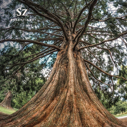 Cedarwood Essential Oil (Cedrus Atlantica) – Therapeutic Grade, 100% Pure & Natural with Soothing Woodsy Aroma for Relaxation, Aromatherapy, Skin Care & Diffuser - 0.17 fl oz. (5ml)