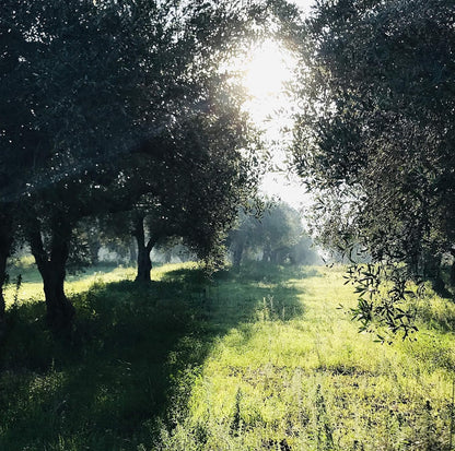 High Mountain Organic EVOO from Little Gypsy Farms | Extra Virgin Olive Oil from a Single Estate in Greece | First Cold-Pressed | High Polyphenols & Amino Acids | Non-GMO | 500ml