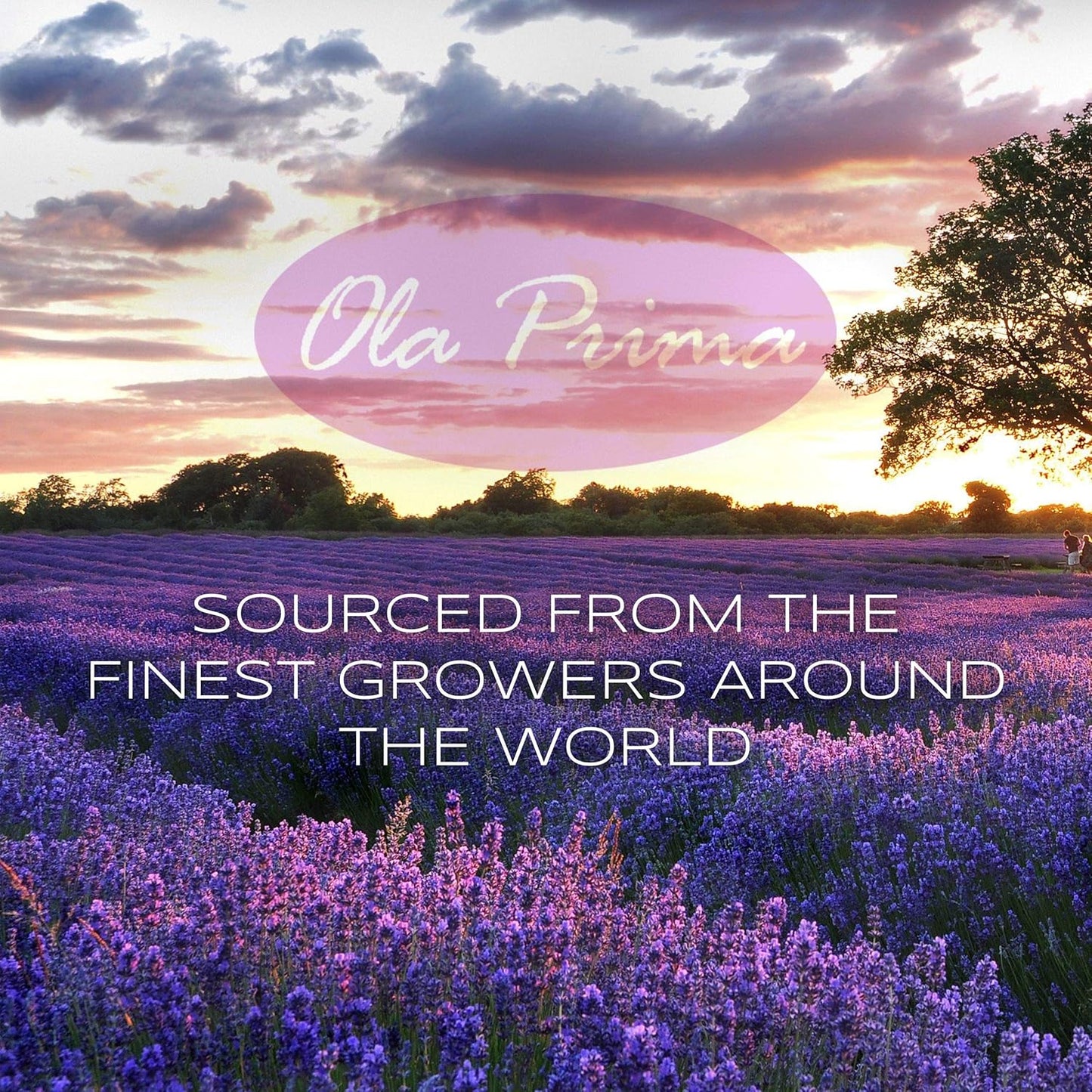 Ola Prima Lavender Essential Oil 8 Fluid Ounces - Aromatherapy